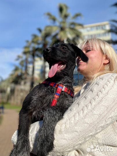 Девочка Моника метис дратхаар в добрые руки