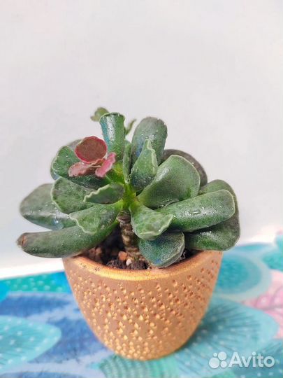 Суккуленты в керамических горшочках