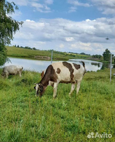 Коровы продажа
