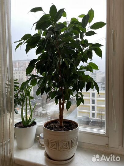 Бенджамина фикус 85 см