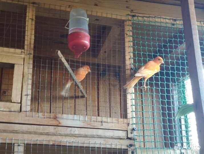 Кенор возраст 1 год