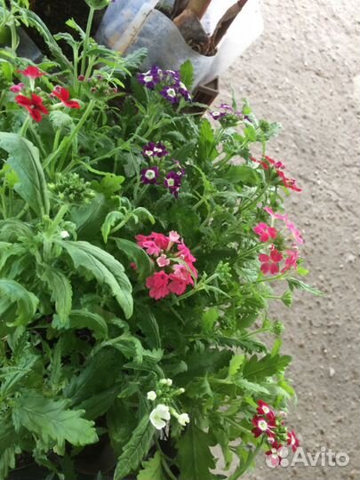 Рассада Цветов, перец, баклажаны, помидоры, огурцы