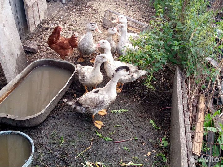 Утки муларды