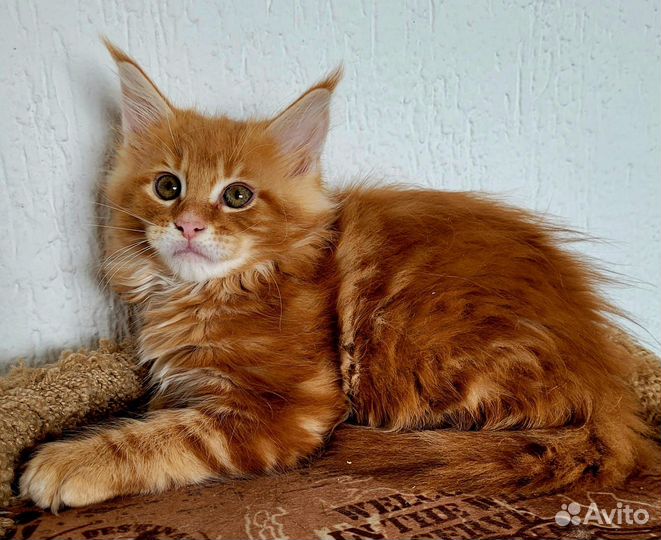 Котята мейн-кун