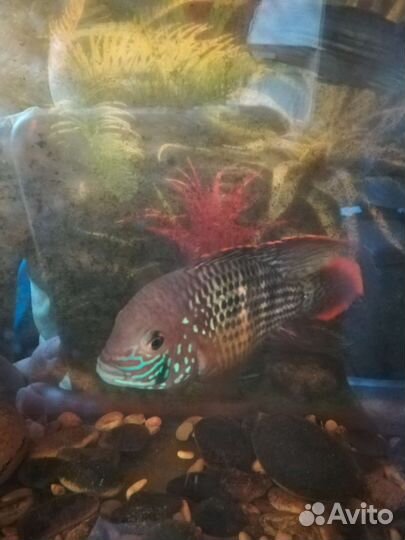 Аквариумные рыбки