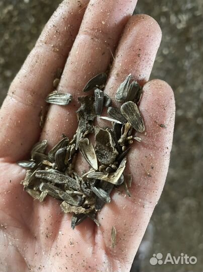 Подсолнечник только оптом от 5 тонн