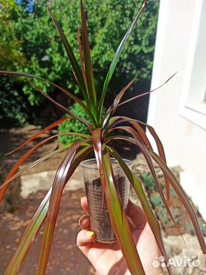 Драцена пальма