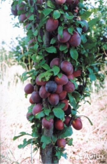 Саженцы плодовых деревьев розы, туи