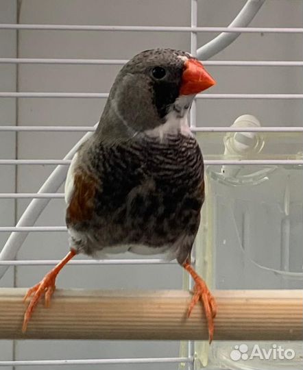 Зебровые амадины