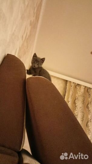 Котенка в добрые руки,бесплатно
