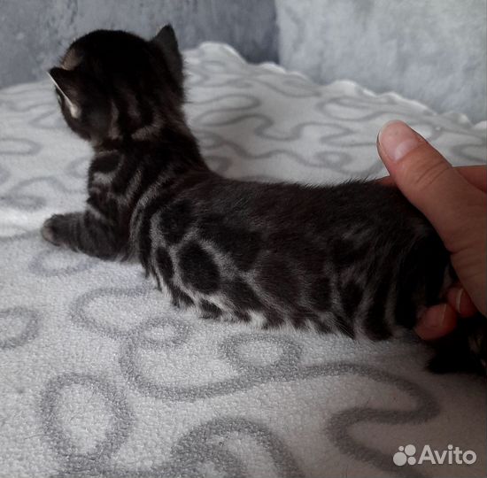 Угольный бенгал котенок