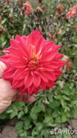 Георгины клубни