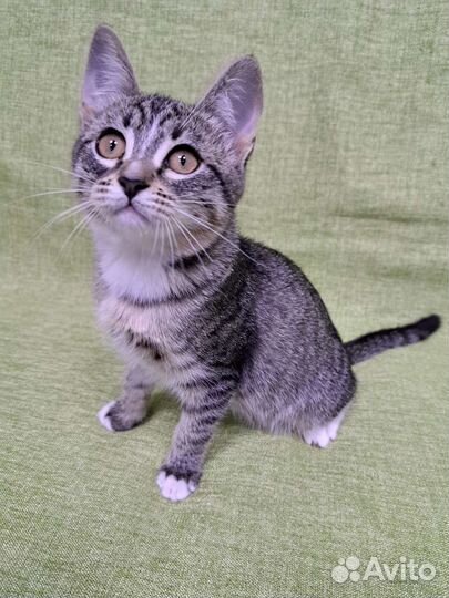 Очень милая кошечка ищет дом