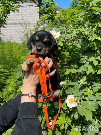 Щенок в добрые руки бесплатно