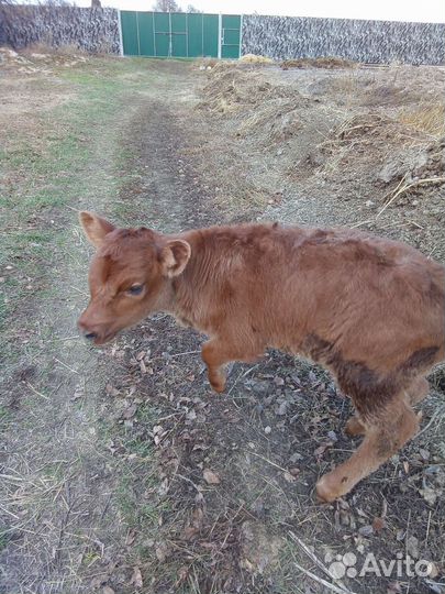 Домашний бычок