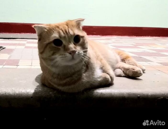 Кот метис британец