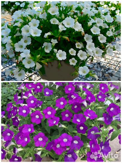 Вегетативная петуния