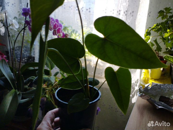 Комнатные цветы антуриум
