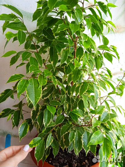 Фикус бенджамина пестролистный