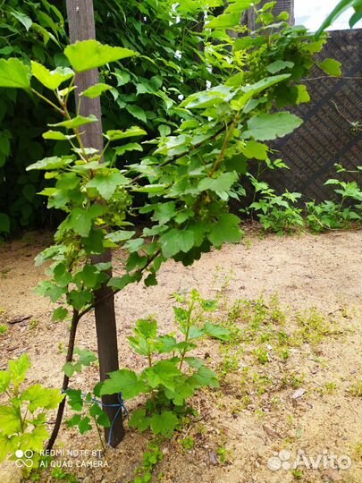 Смородина красная и белая молодые кустики плодонос