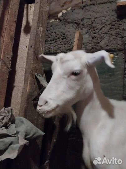 Козье молоко