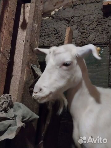 Козье молоко