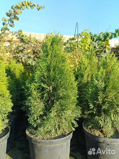 Туя смарагд