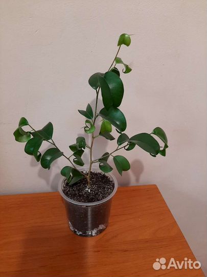 Фикус Барок