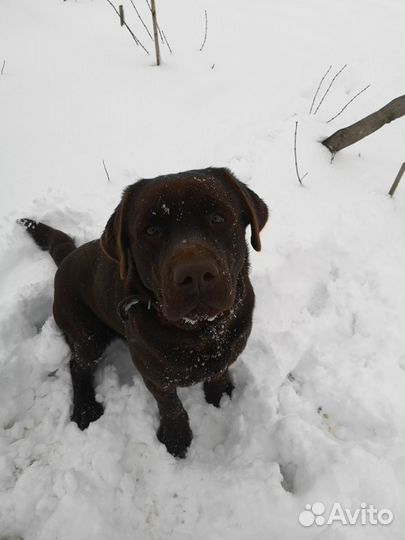 Кобель лабрадора вязка