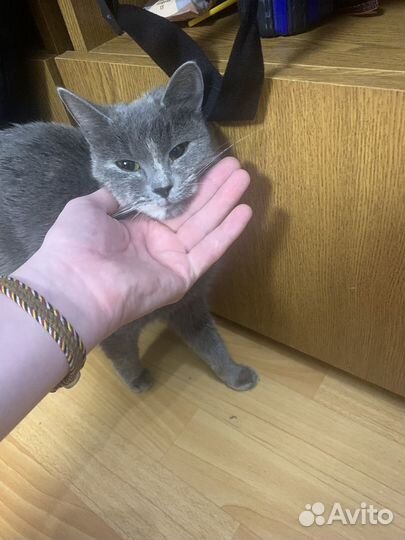 Кошка британка