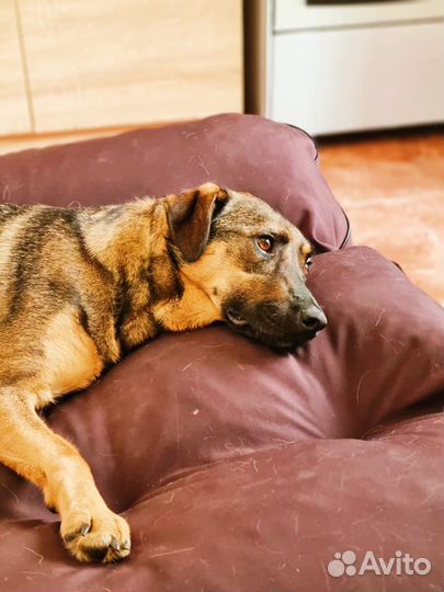 Собака в добрые руки отдам бесплатно из прита