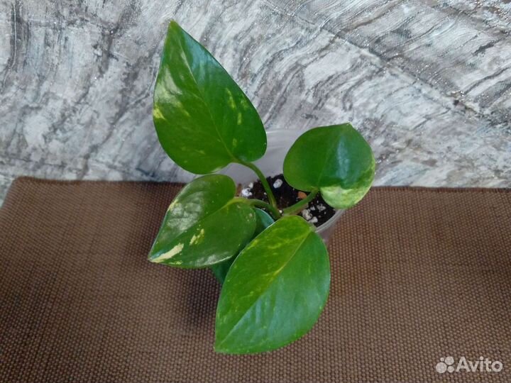 Сциндапсусы вариегатные