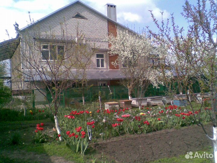 Продаются пчелиные семьи