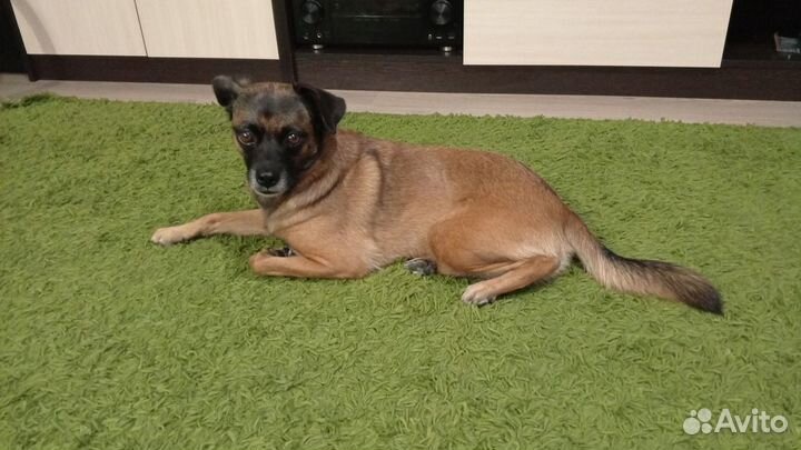 Маленькие собачки щенята