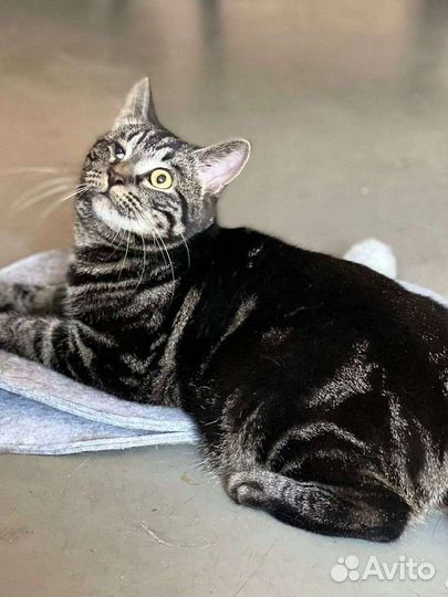 Кошки в добрые руки бесплатно