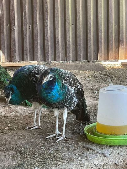 Индийский павлин