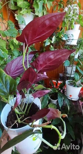 Сингониум эритрофиллум Ред Эрроу