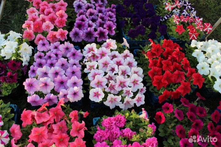 Цветущая рассада петунии