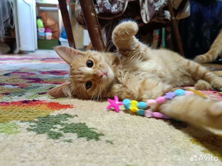 Рыжий котенок в добрые руки