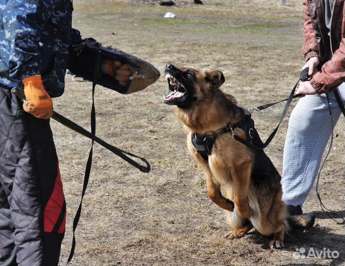 Дрессировка собак - окд, зкс, IGP. Тренинг