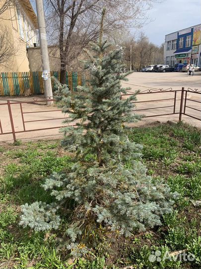 Голубая ель