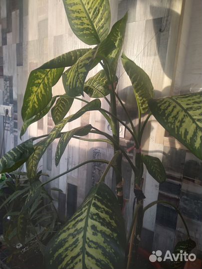 Диффенбахия