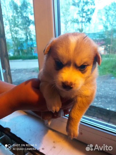 Щенки мама лайка папа хаска