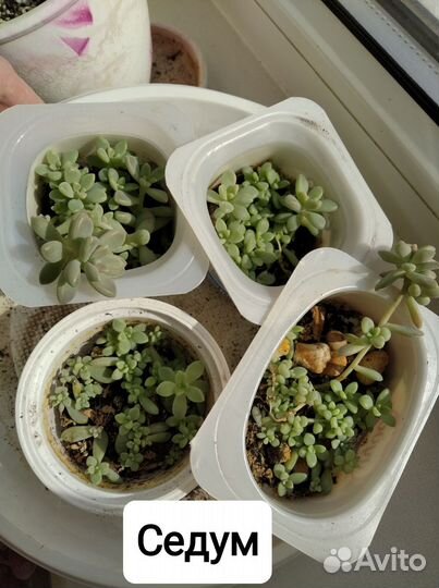 Суккуленты: седум (2 вида), эониум, эхеверия