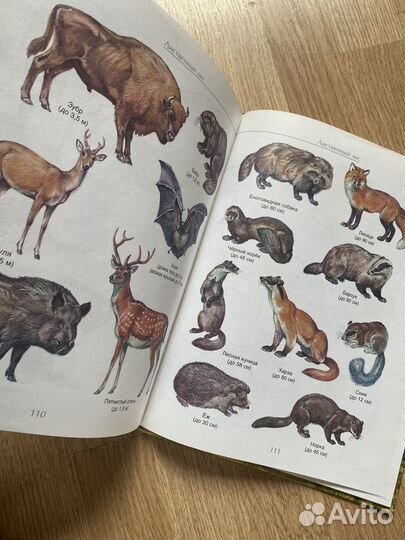 Атлас животных