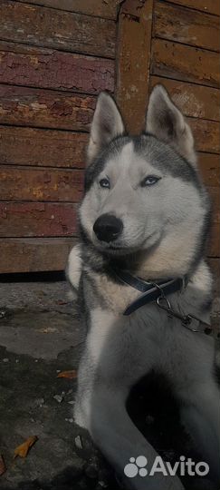 Сибирский хаски