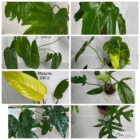 Филодендрон