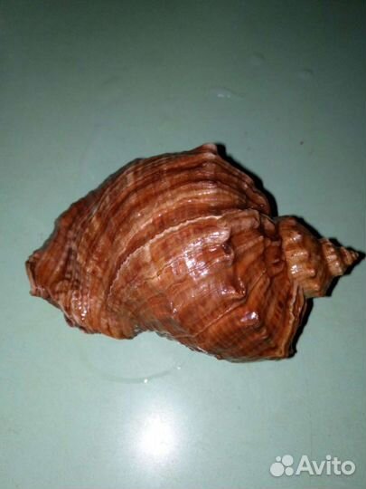 Ракушка морская большая