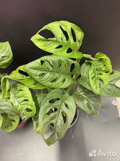 Монстера адансона