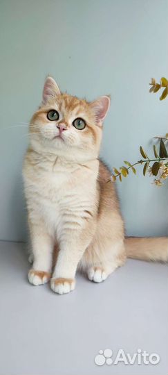 Золотая девочка